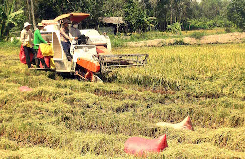 Thị trường gạo thế giới tăng cầu, Việt Nam tăng mục tiêu xuất khẩu ảnh 1
